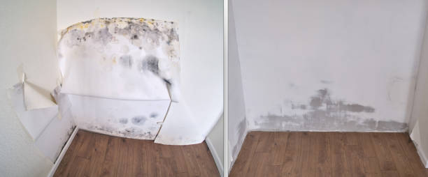 Best Home Mold Removal  in Marksville, LA